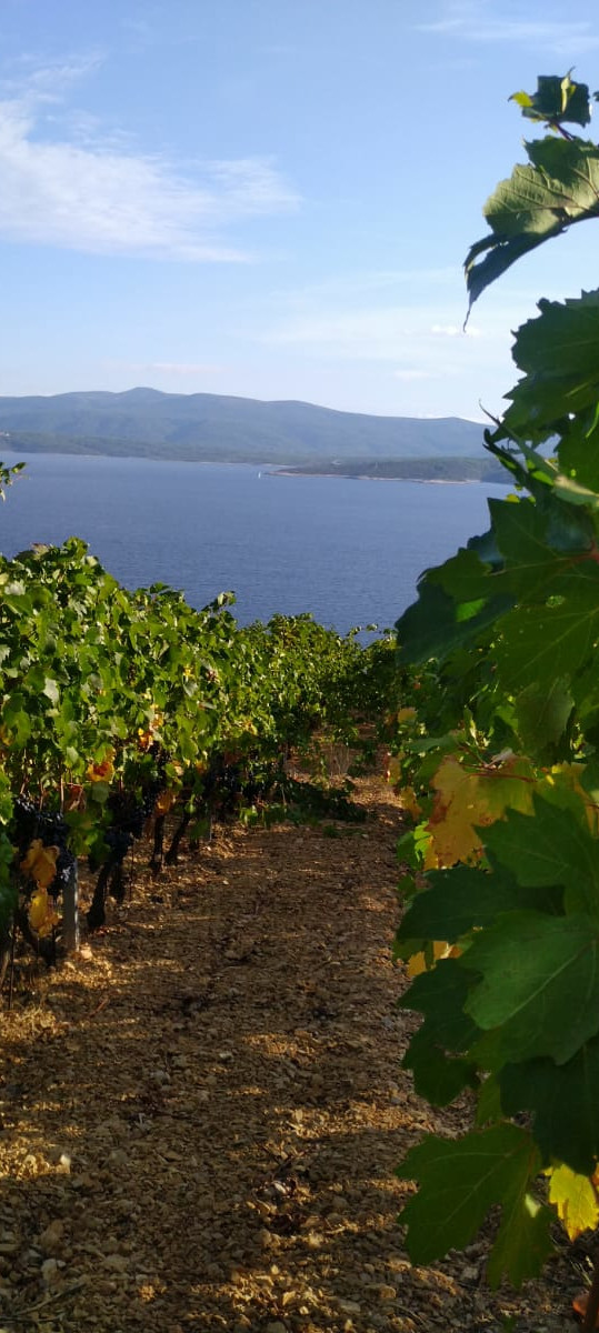 Organic Eco Wine Terra Spino